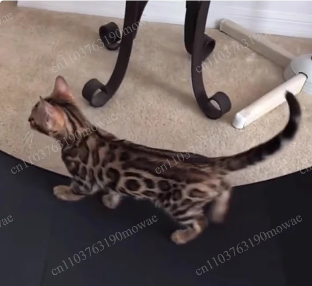 Cat treadmill fitness claw grinding cat roller multi-function silent pet treadmill cat toy