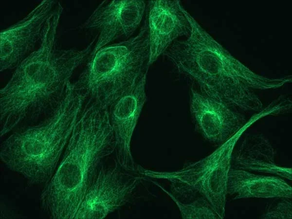 BestScope BS-2070FT(LED) Trinocular Fluorescent Biological Microscope with B&G Filter and 0.5X C-mount Adapter