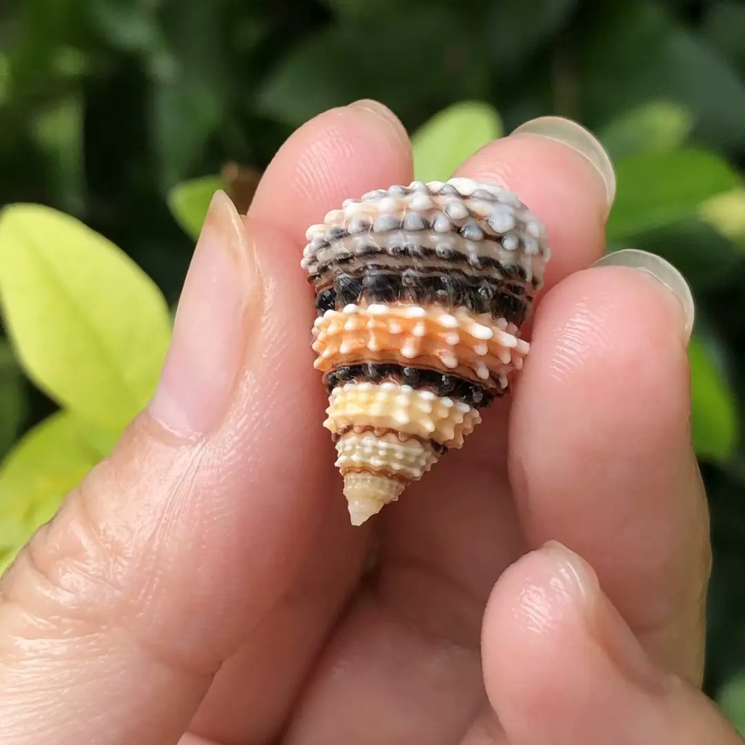 Natural Conch Shell, Golden Tower Whelk, Aquarium Scaping, Pea Crab Shell Replacement, Specimen Collection, Hermit Crab