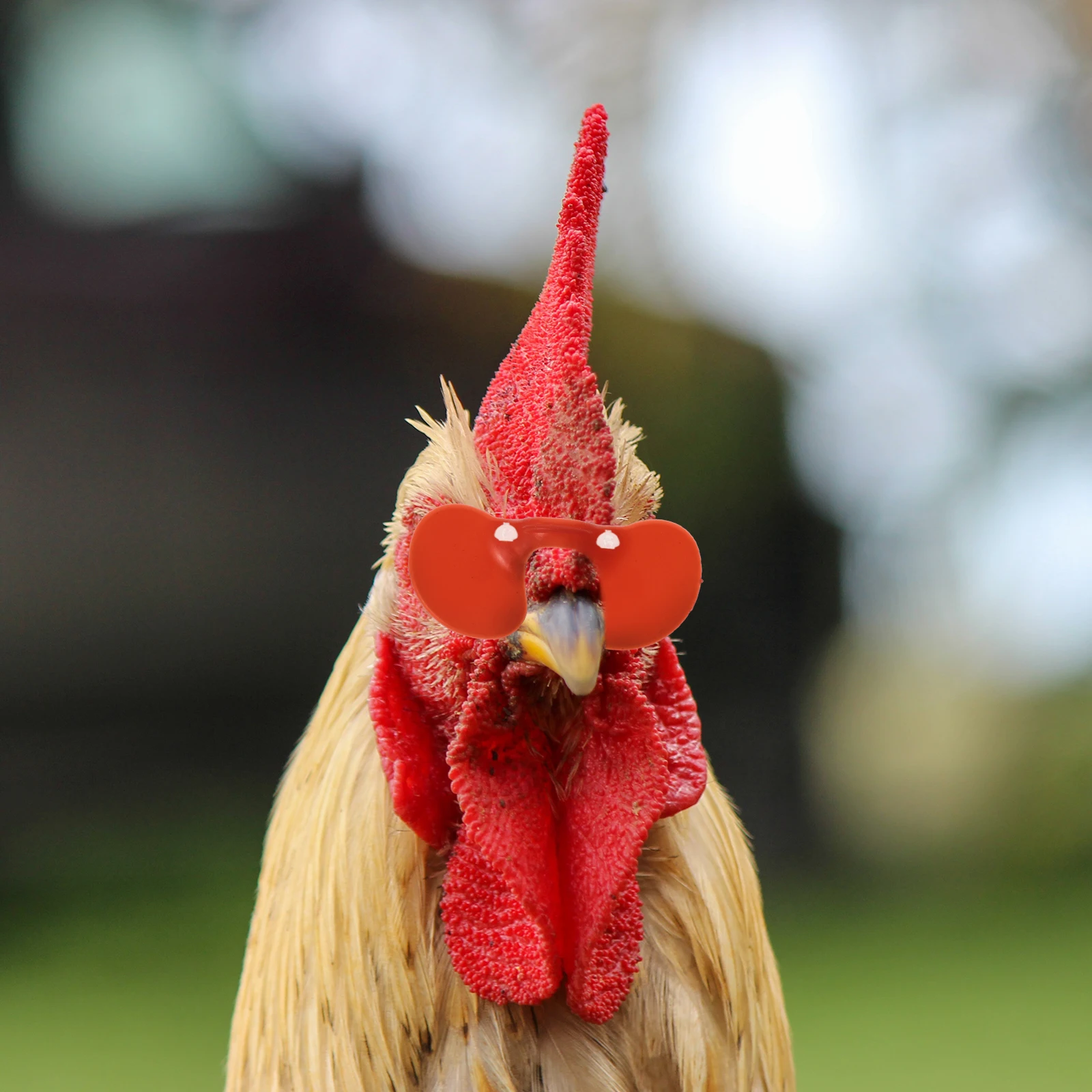 

100 Pcs Anti Fighting Glasses Chicken Pheasant Hen Peepers Plucker Eye Blockers Red Color Durable Material Pet Supplies Poultry