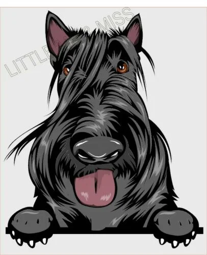 

For SCOTTISH TERRIER Peeking Dog Breed Colour Window Wall Laptop Sticker w/prf