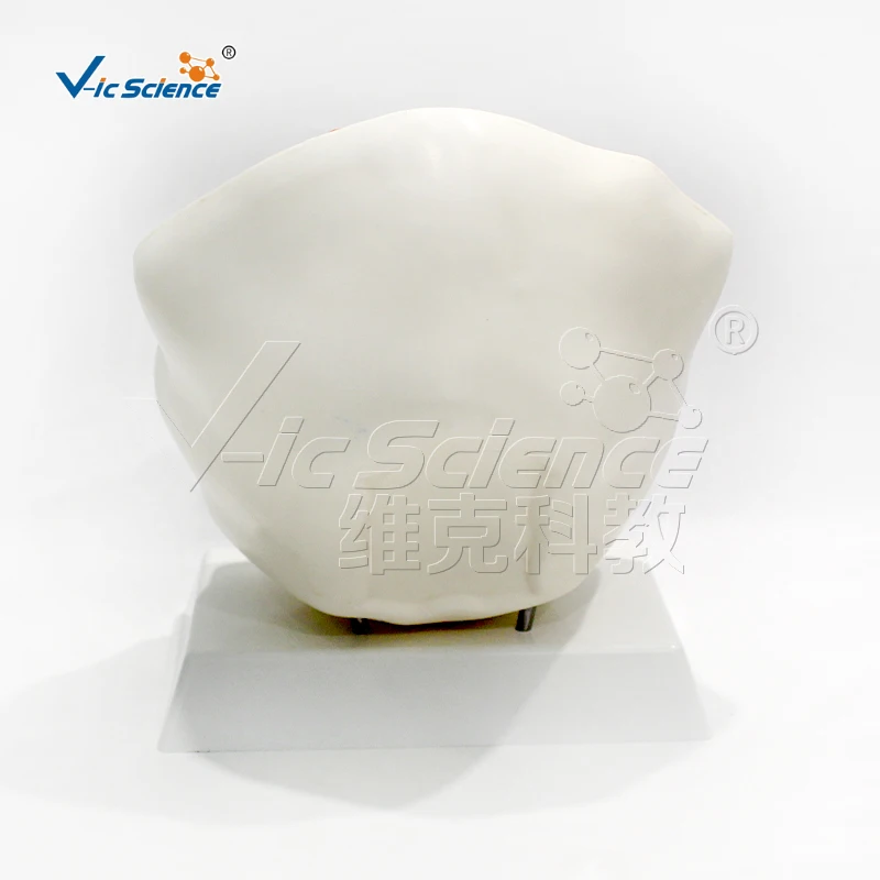 Model pengajaran anatomis sel hewan