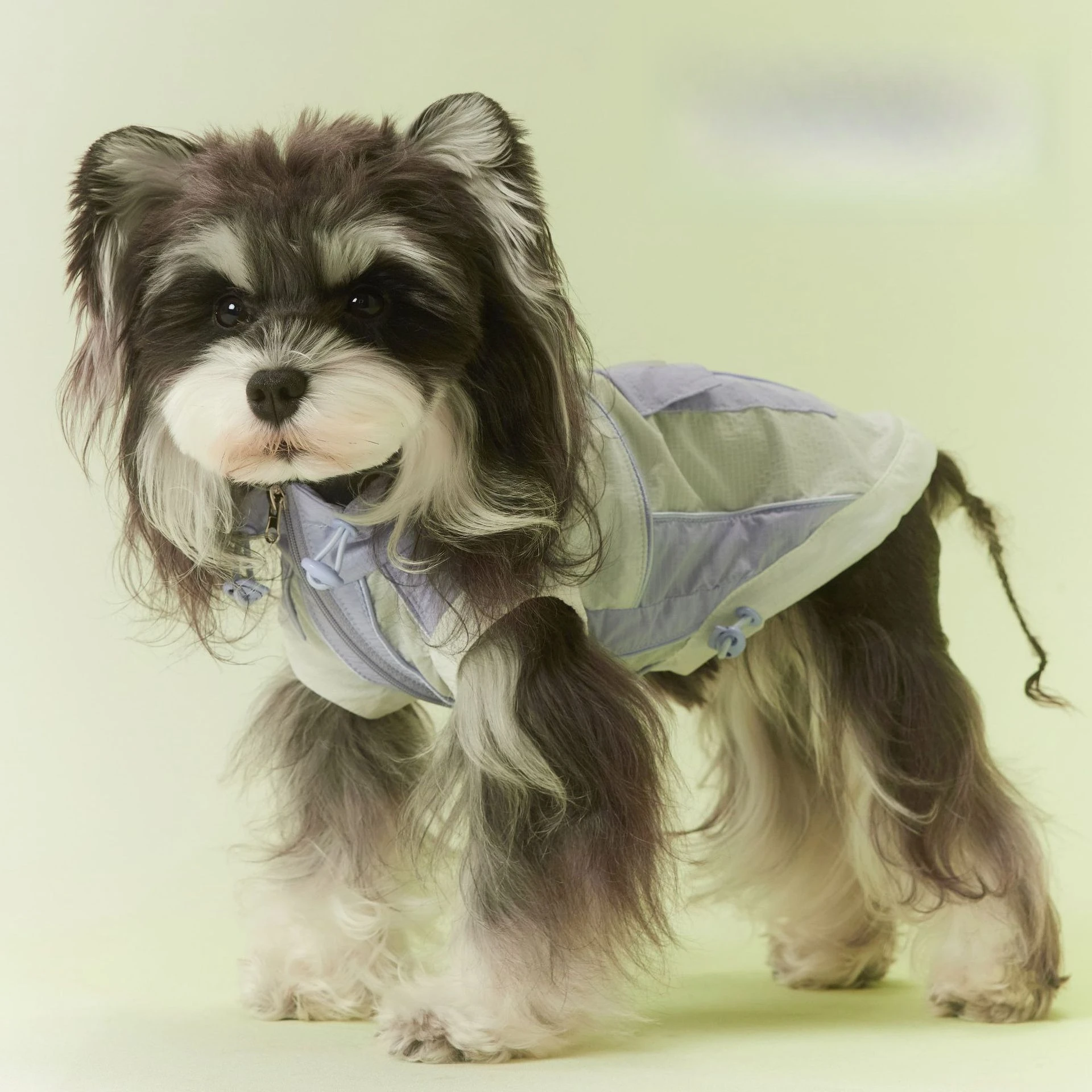 Dog clothes spring and summer Schnauzer teddy bear contrasting color stand-up collar zipper two-foot sunscreen clothes