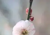 

For Makita DDF487 Cordless Driver Drill Brushless Electric Impact Screwdriver 18V Rechargeable Power Tool