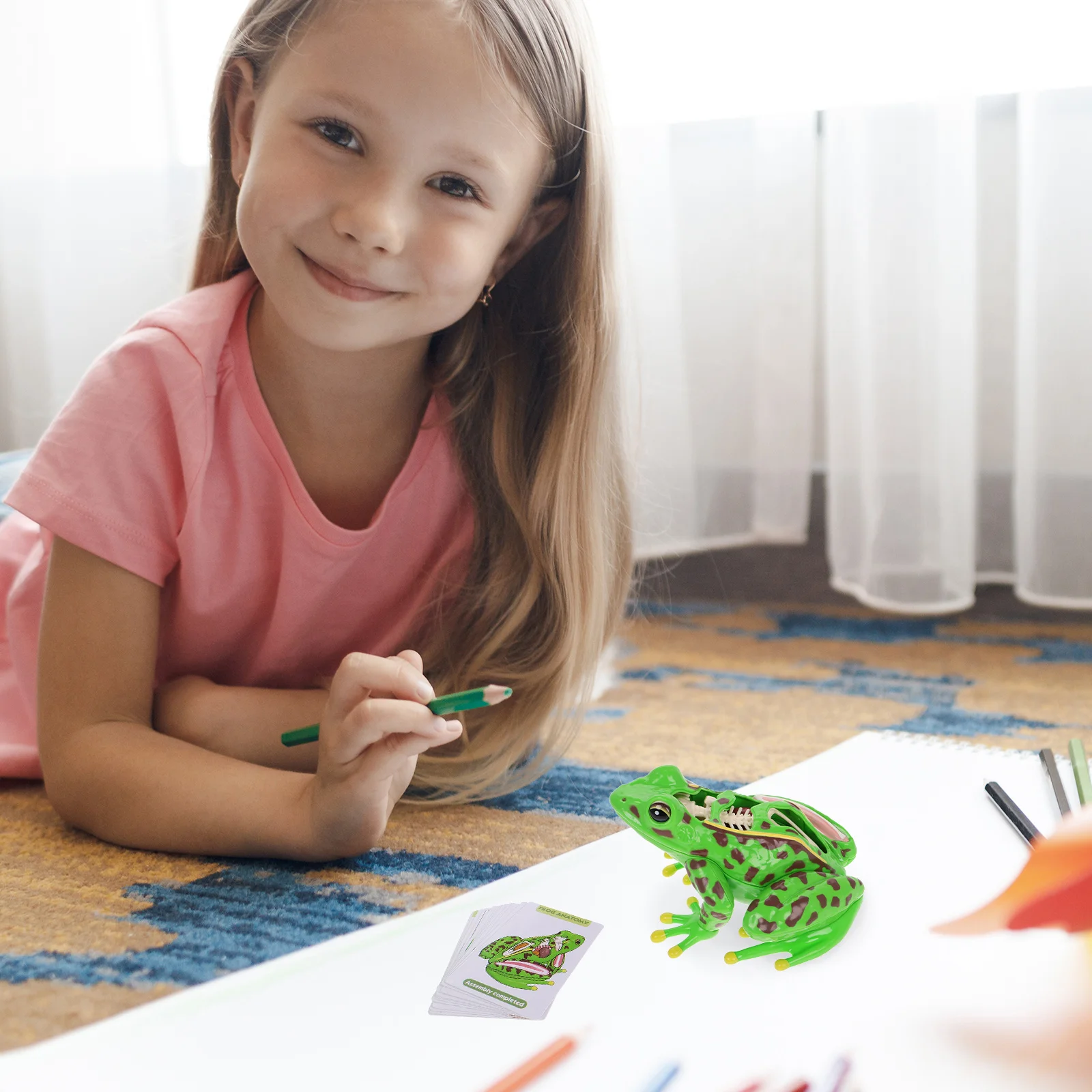 Rozproszona zabawka żaba Pluszaki Zabawki dla dzieci Dissection Model Figurki Anatomia dla dzieci Zwierzęta