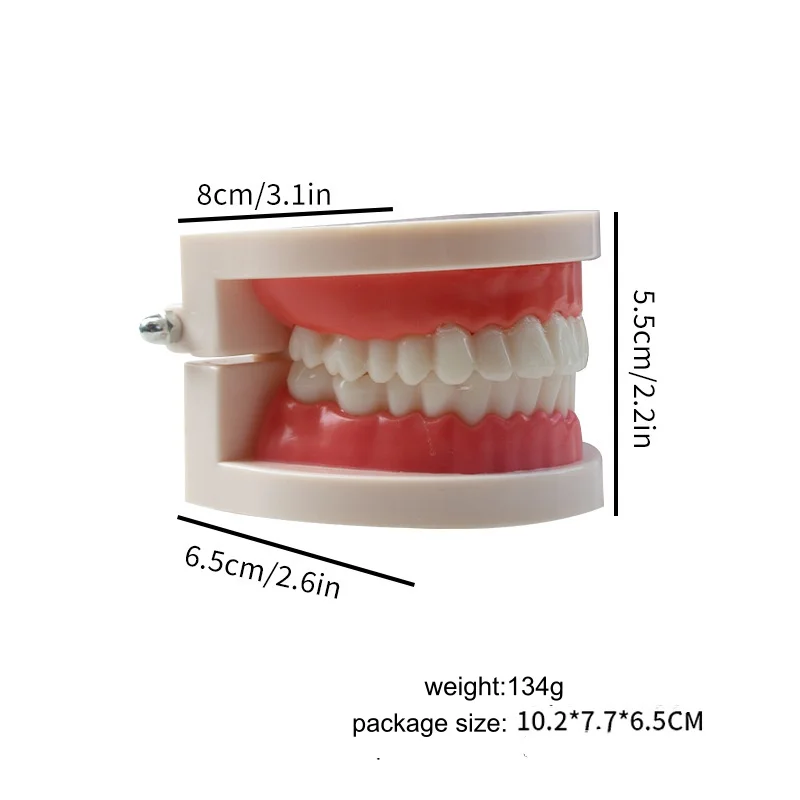 2 Pcs Standard Teeth Model Adult Standard Typodont Demonstration Denture Model for Kids Dental Teaching, Clean Display
