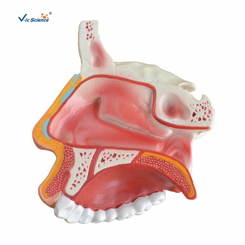 Medical Science  Nasal Cavity Anatomical Model