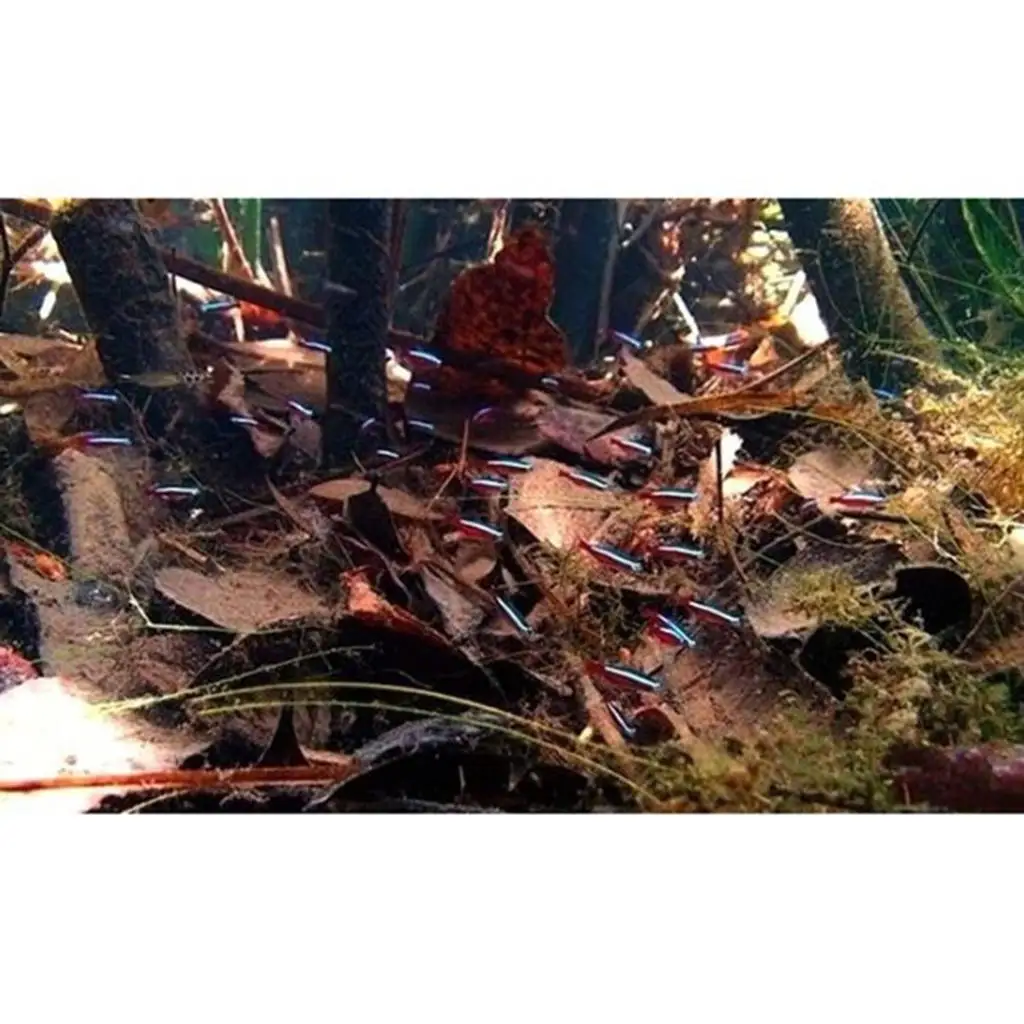 Natural Terminalia Catappa Leaves for Betta Fish Tank Indian Almond Leaves Aquarium Shrimp Habitat Boosts Health Breeding