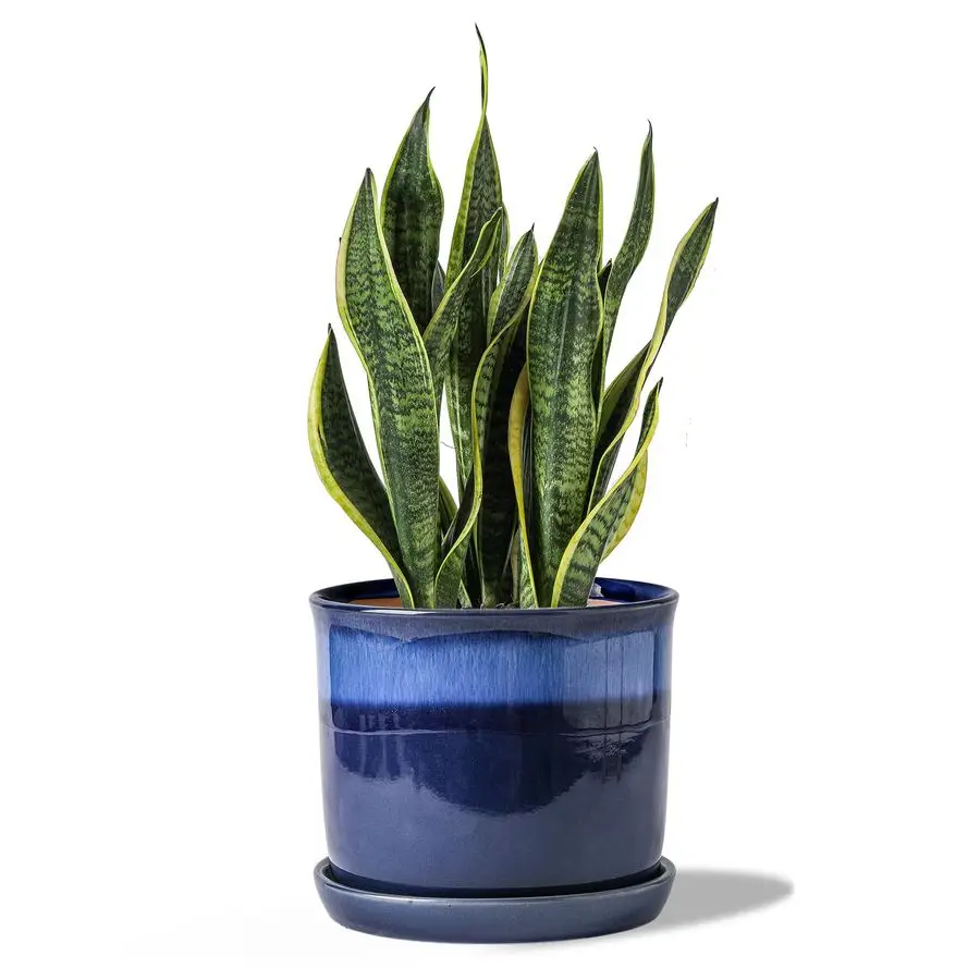 

8 Inch Plant Pot Ceramic Planter with Drainage Hole amp Saucer Gradient Blue Flowerpot for Indoor amp Outdoor Plants with Separa