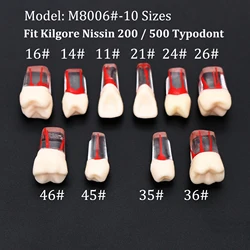 5Pcs Kilgore Nissin 200 / 500 Typodont Fit Dental Root Canal Endodontic Practice Teeth Model M8006 11# 14# 21# 24# 26# 36# 46#