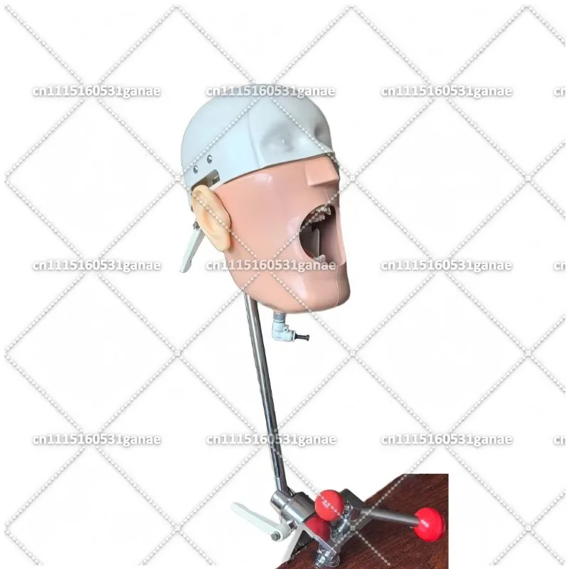 Dental Simulator Phantom Head Manikin for Teaching Practice Training with 360-degree Adjustment