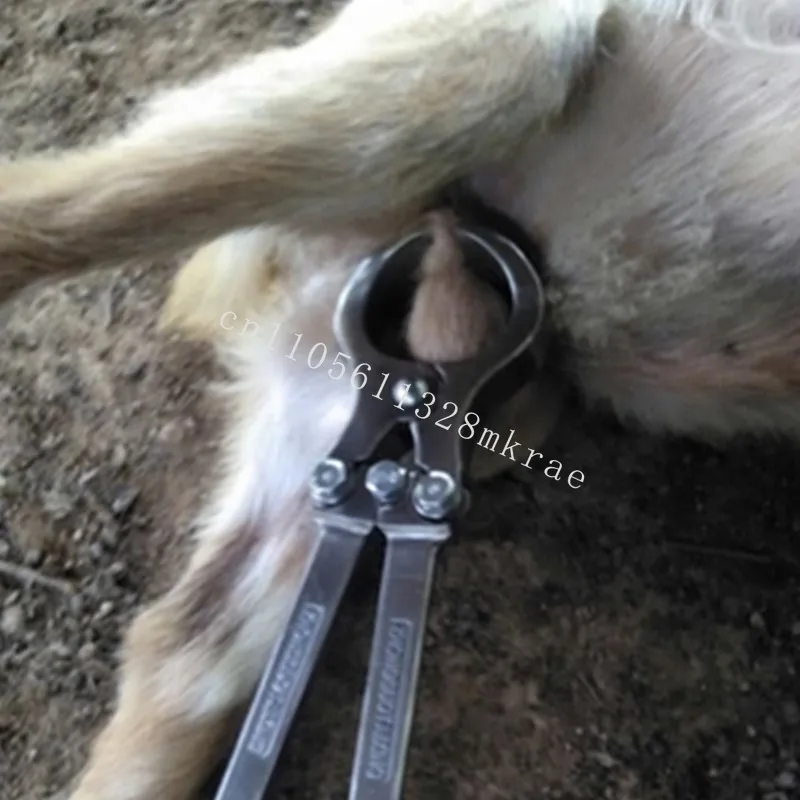 New bloodless black handle castration tool goat sheep castration pliers stainless steel castration instrument pliers