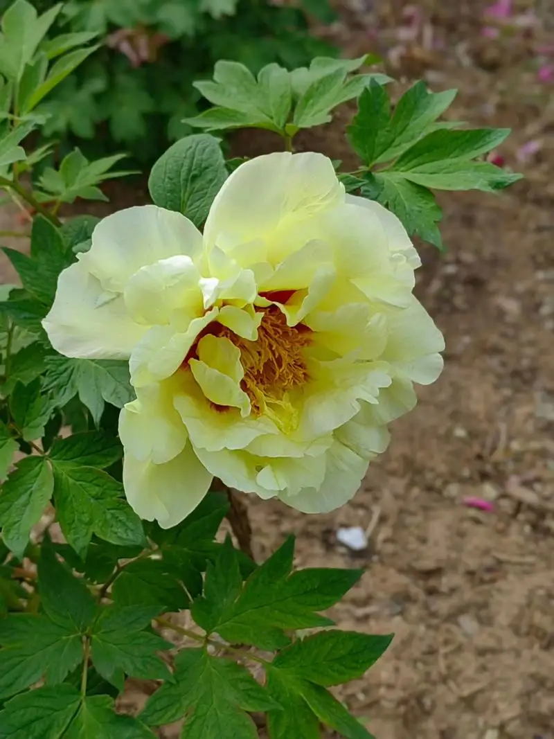 

Беспроводная система вызова персонала для ресторанов с 16 водонепроницаемыми вибромодуляторами-сигнализаторами для фудтраков, баров, кафе, фастфуда, отелей