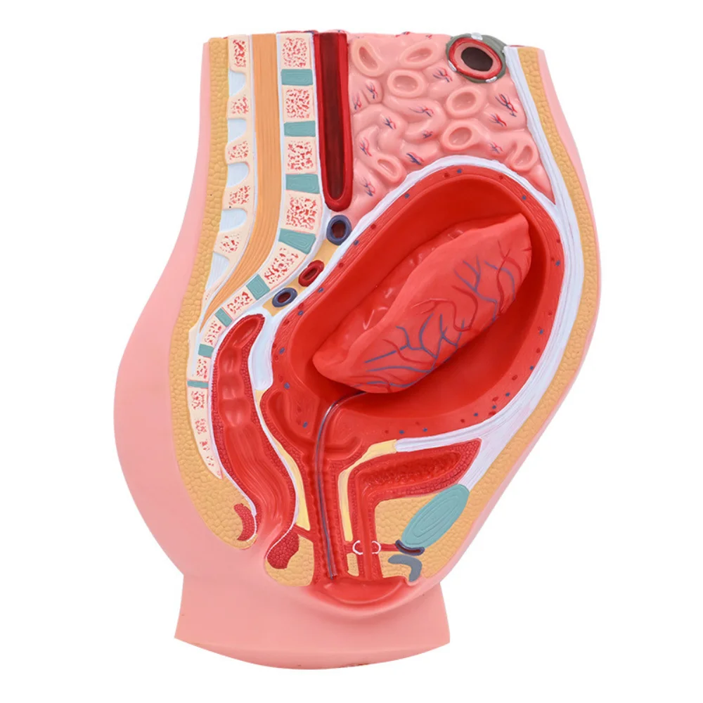 

Модель плаценты, зачистка, женская репродуктивная система, матка, яичник, тазовая анатомия, медицинская наука, инструменты человека, обучающий симулятор
