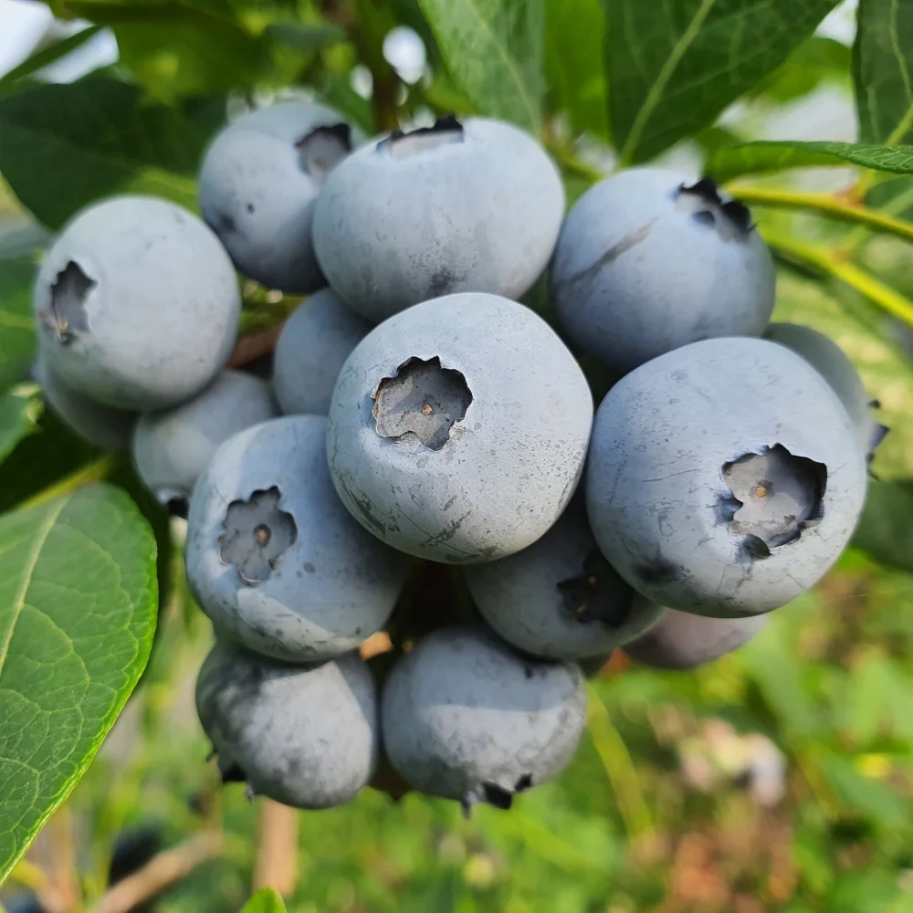 지리산 수제 블루베리잼 과일잼 230g