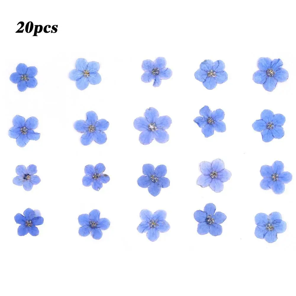 20Pcs Forget Me Not Dried Flower Head Epoxy Resin Jewellery Filling DIY Nail Art Flower Stickers Card Phone Case