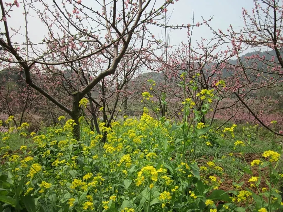 

4Pcs Hex Screwdriver Set 1.5mm 2.0mm 2.5mm 3.0mm Portable Model Car Maintenance Tools RC Screwdriver Rc Tool for RC Car Boat