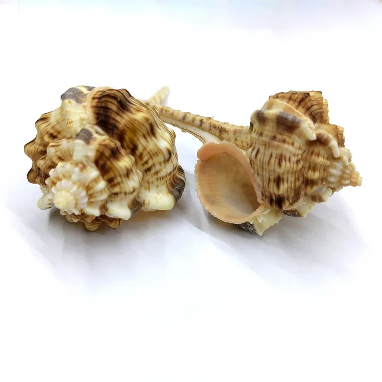 Pipe Snail Natural Conch Shell Snail Hermit Crab Shell Replacement Small Gift Creative Home Commemoration