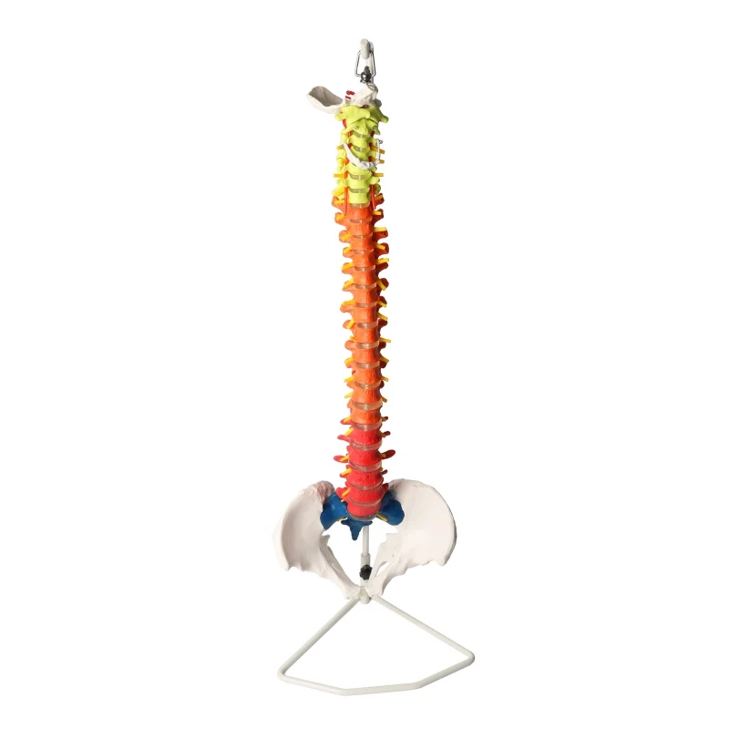 

Human life-size spine model with pelvis, plastic color spine anatomy model