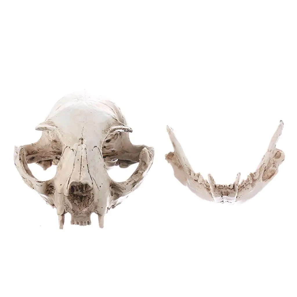 Resin Statues Lifesize Cat Skull Model Craft Skull Replica Painting Prop for Bar Table Ornament Decor