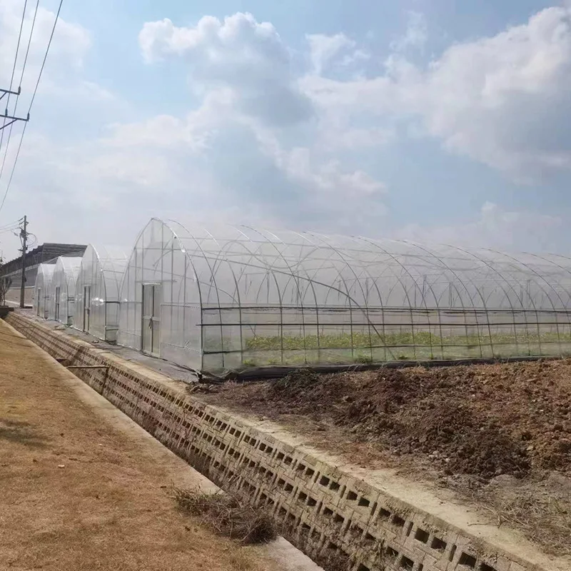 2025 أنبوب مجلفن ذو إطار واحد من فيلم الفراولة المقوسة والخضروات البلاستيكية