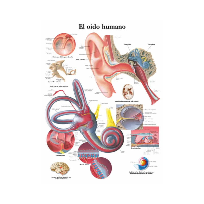 Spanish Human Ear Anatomy Anatomical Charts Posters Prints Canvas Painting Wall Art Pictures Medical Education Office Room Decor