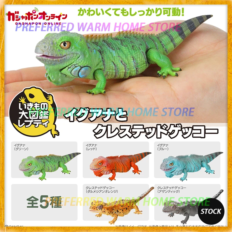 In Stock BANDAI GASHAPON Egg Big Biological Map Of Common Green Iguana Correlophus ciliatus Gecko Lizard Model Gacha Toys