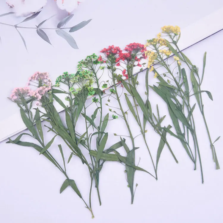 1000pcs Alyssum On Stem Dried Pressed Flower Manufacturers For Dry Flower Painting Decoration