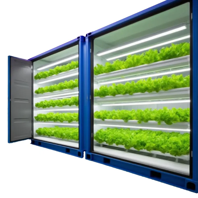 Serra per lattuga Coltura idroponica verticale Sistema agricolo Fattoria di contenitori per spedizioni