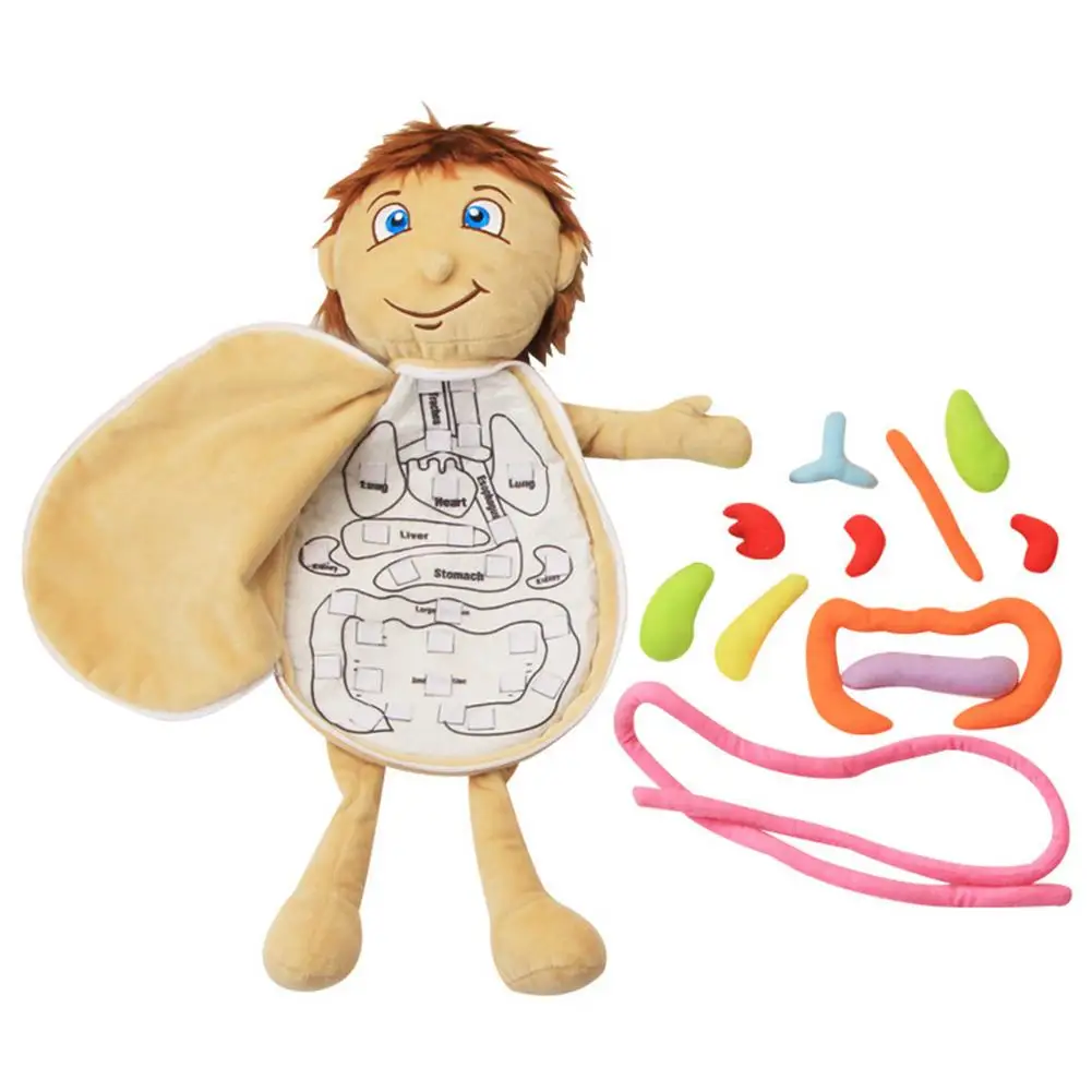 Kids Body Organ Awareness Teaching Tools Science Learning Kits Human Body Anatomy Toy Preschool Educational Organ Plush Toys