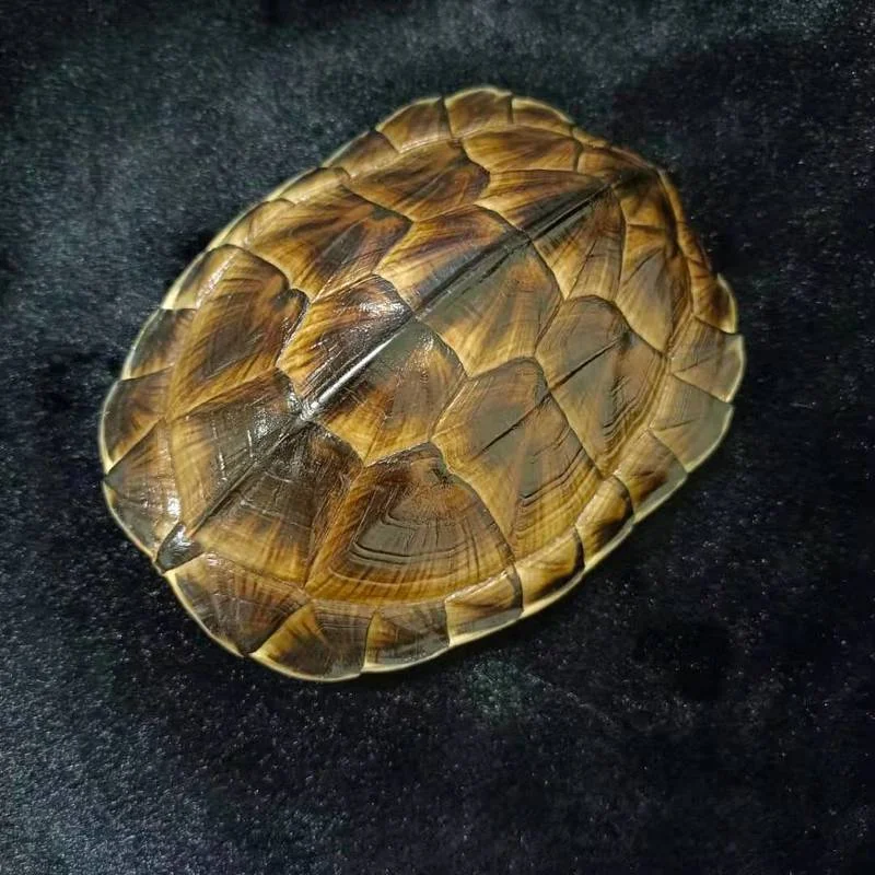 Real tortoise shell, natural and complete, home ornaments, pendants, divination hobby Collection, 1PCs