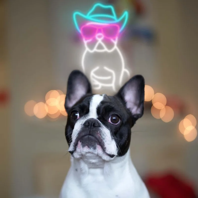 Buldogue Francês Sinal de Neon para Parede, Branco, Cowboy, Francês, Buldogue, Óculos, LED, Decoração, Acessórios, 5V, USB, 24