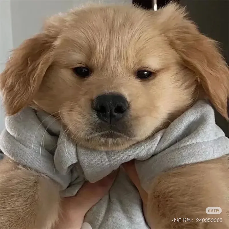 AISIA Q1 3D 피부 분석기 15.6인치 피부 분석기 8가지 광 스펙트럼 피부 분석 스캐너