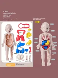 A set of 14PCS children's jigsaw human anatomy model education, learning organ assembly toys, children's body organs teaching to