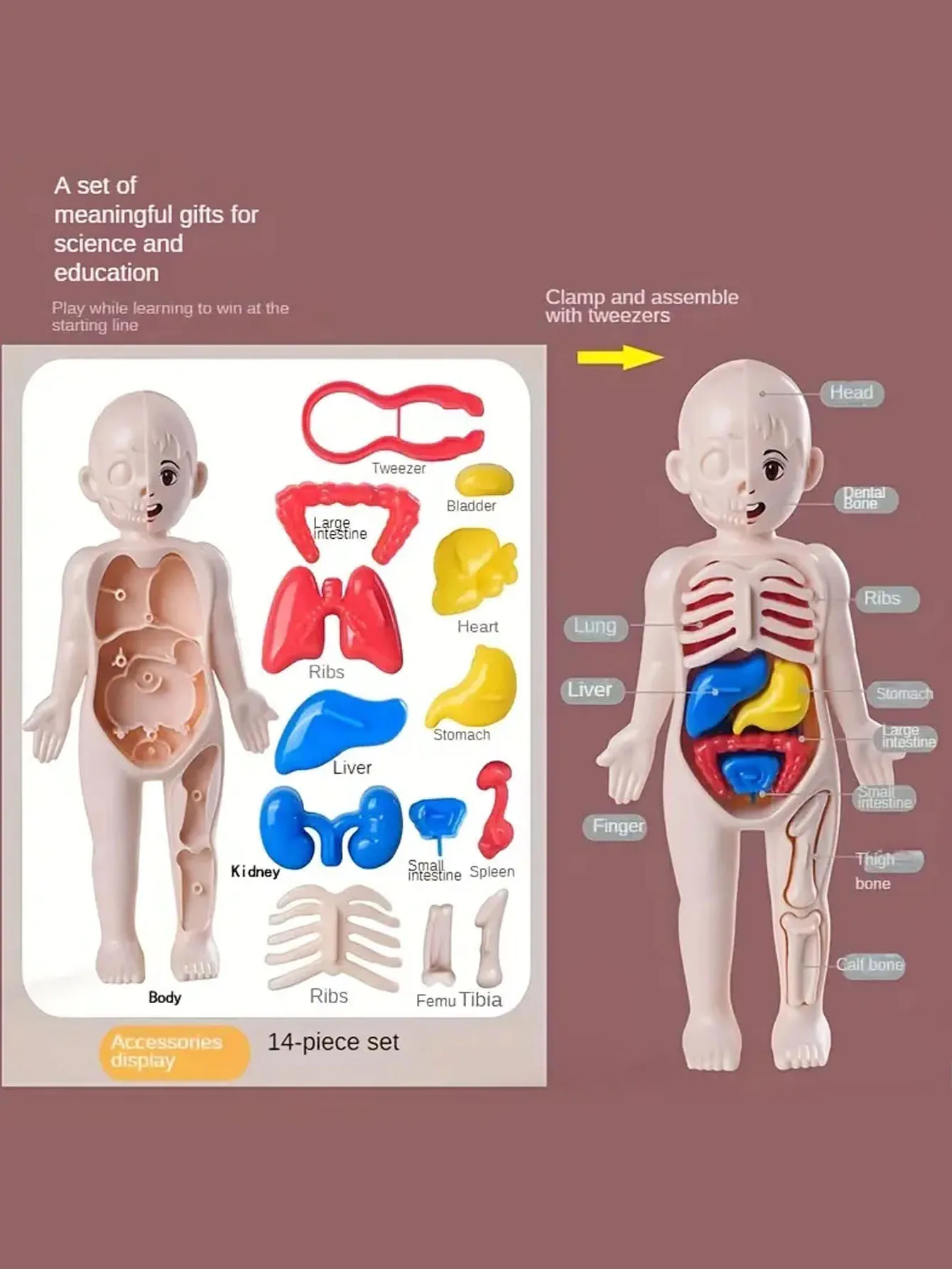 A set of 14PCS children's jigsaw human anatomy model education, learning organ assembly toys, children's body organs teaching to