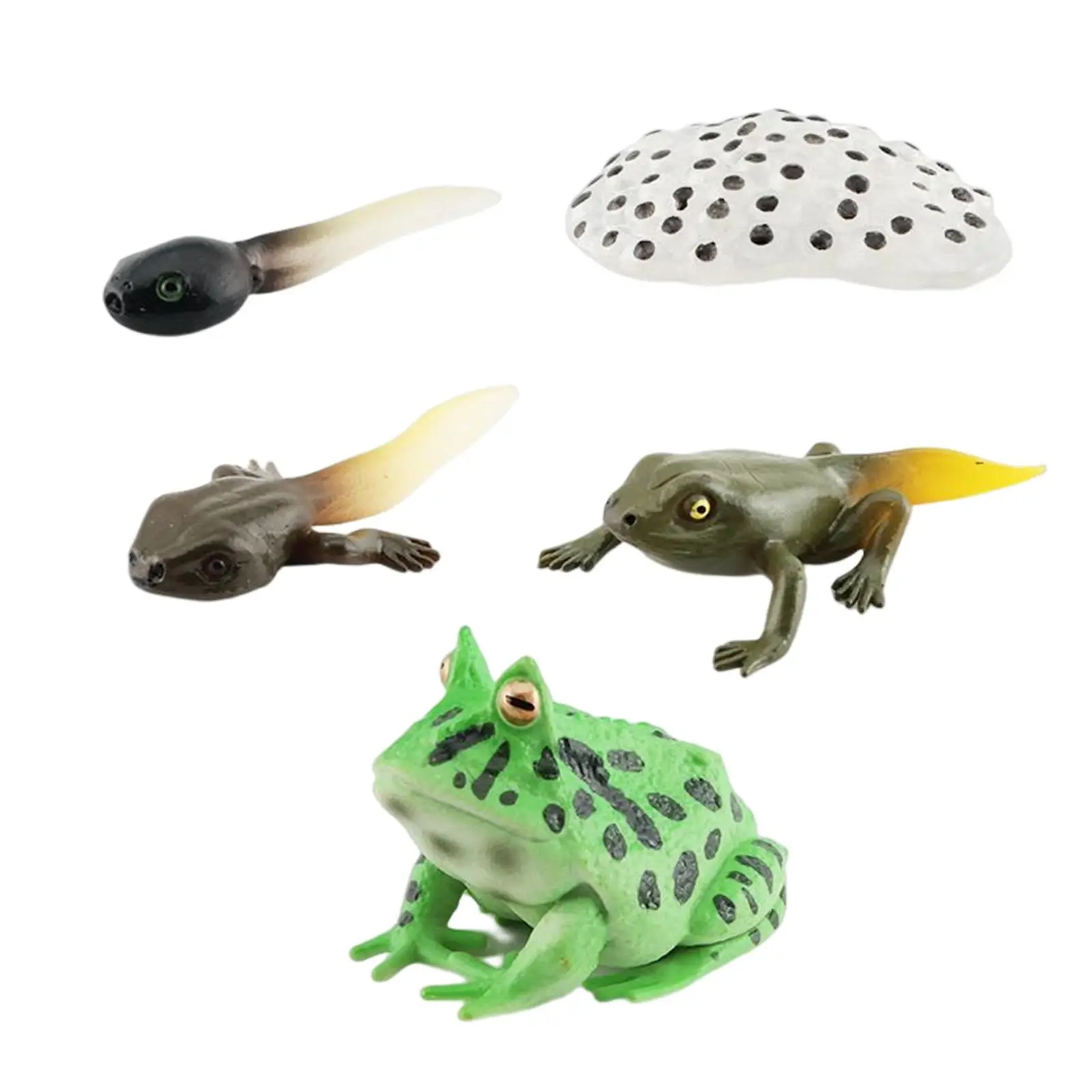 โมเดลวงจรชีวิตกบ 3 ตัว ของเล่นรูปสัตว์สำหรับการเรียนรู้วงจรชีวิตสัตว์ สำหรับงานโปรเจกต์