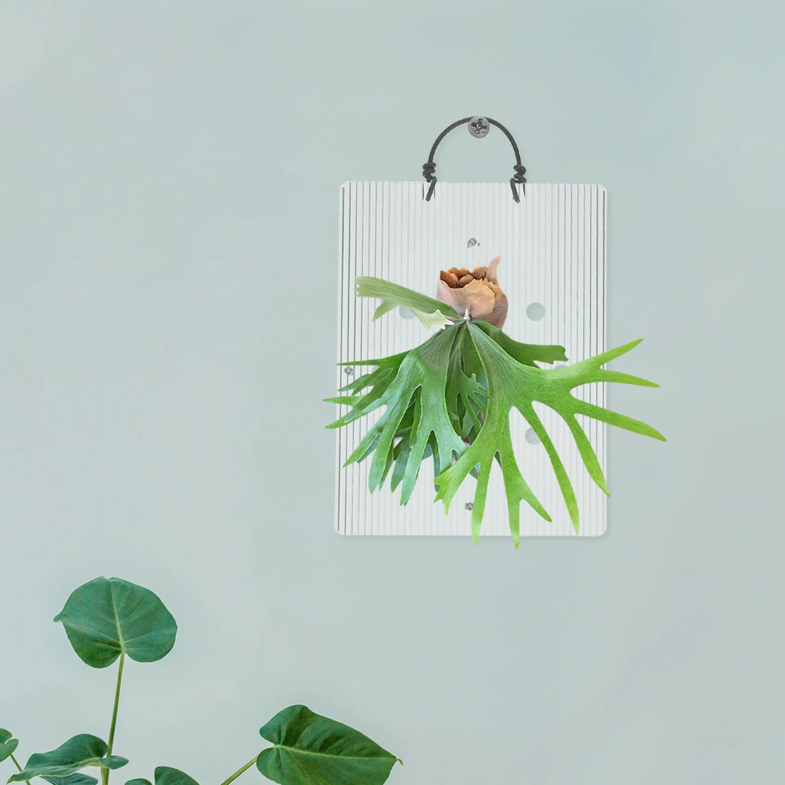 Tablero de montaje de helecho acrílico, marco de macetero de pared, plantas de interior verticales, fácil instalación, purificador de aire