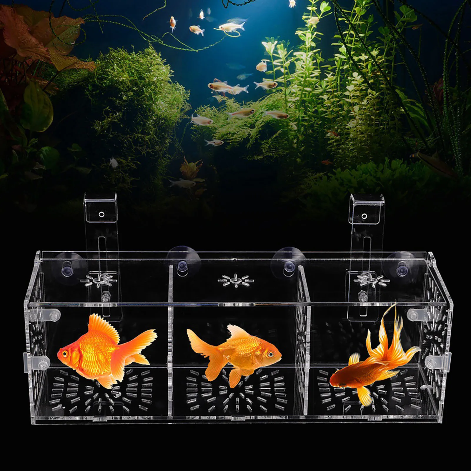 Acrylic Transparent Fish  Breeding Isolation Box Aquarium Hatchery Incubator Holder Acrylic Fish Isolation Box