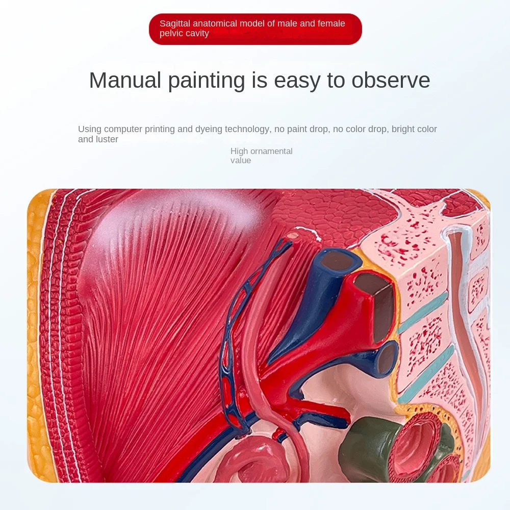 Modello di anatomia pelvica sagittale Organo riproduttivo maschile e femminile Sistema riproduttivo Modello di insegnamento medico dell\'utero