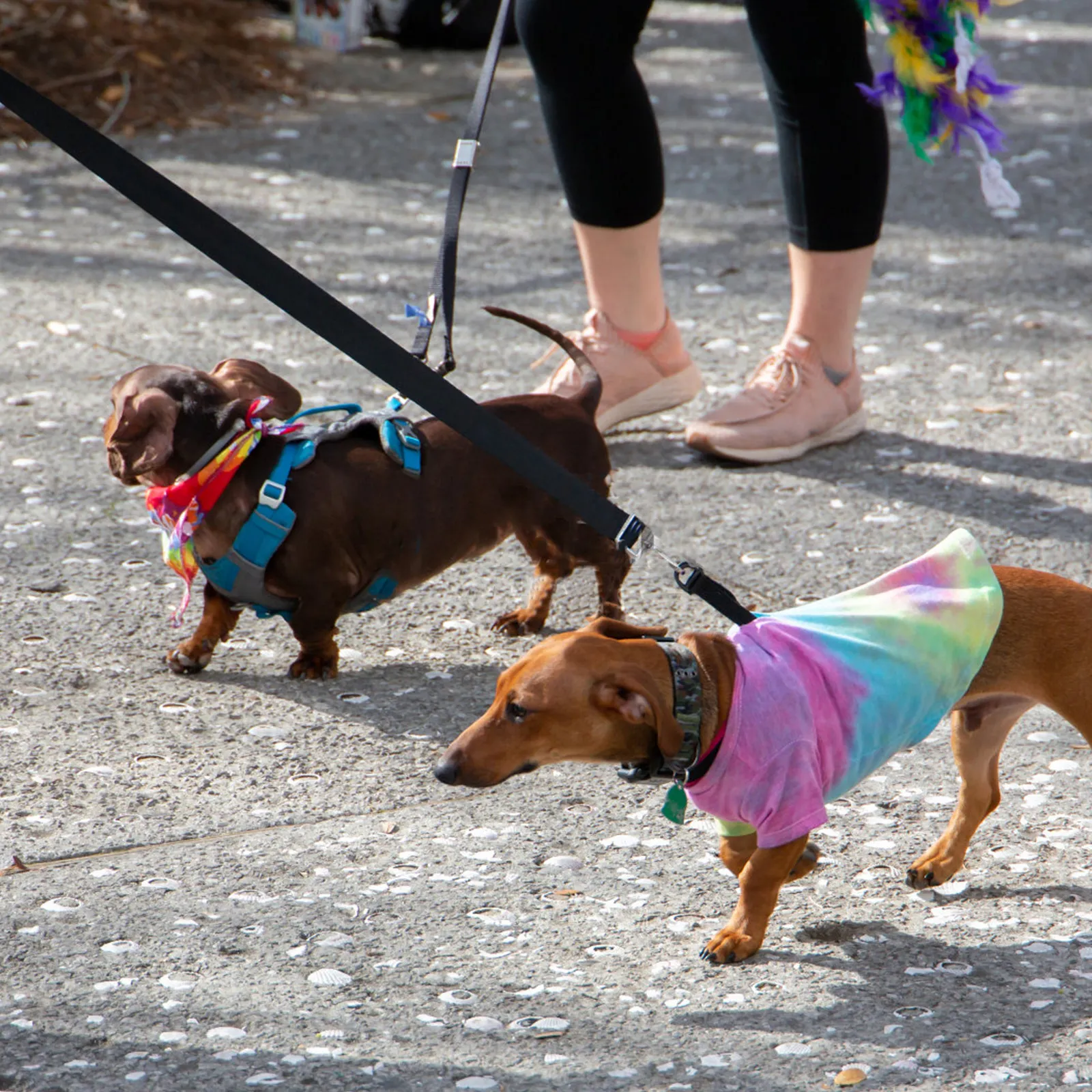 

Nylon Webbing High-Class Nylon Strap Durable Multi-Function Package Accessory Household Portable Strap Pet Supply