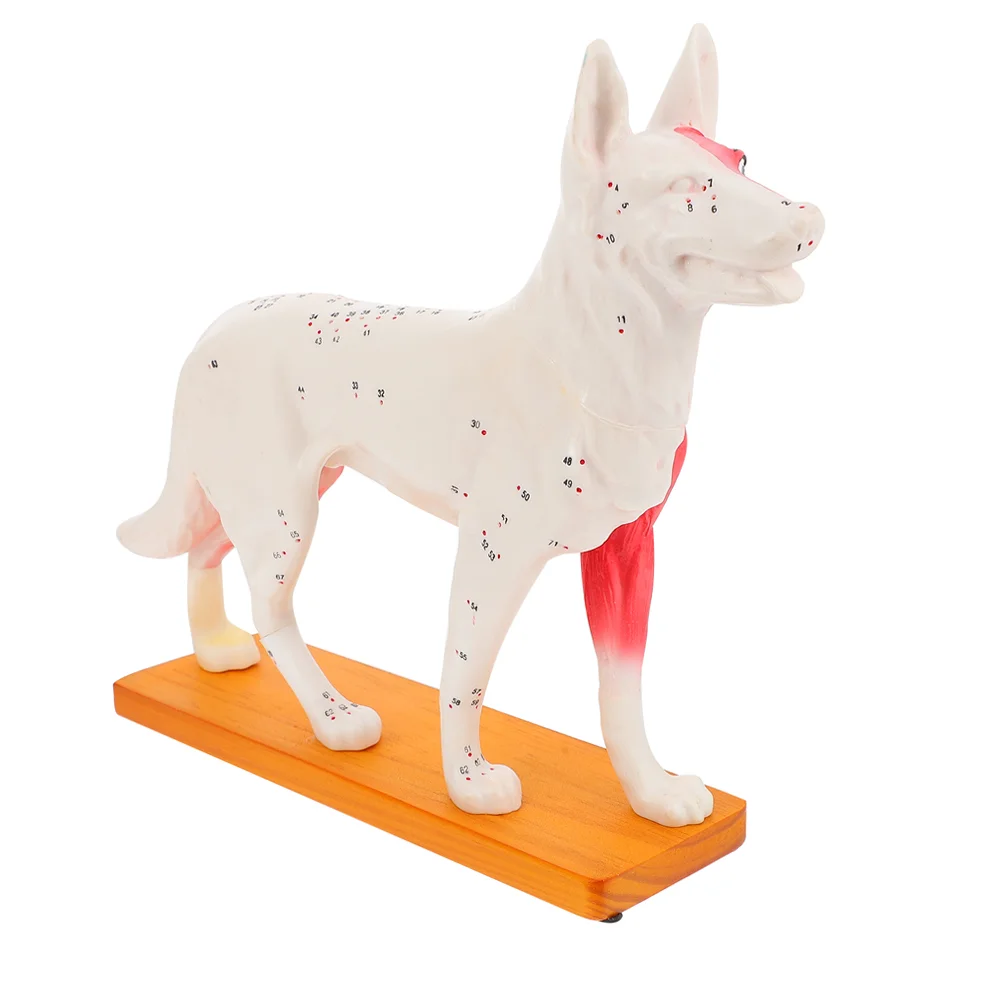 Dog Acupoint Model Canine Acupuncture Anatomical Teaching Training Tools Chinese Medicine Major Student Pvc Office