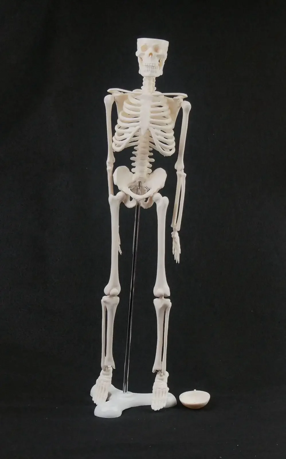 45CM Human Anatomical Anatomy Skeleton Model Medical  Poster Medical Learn Aid