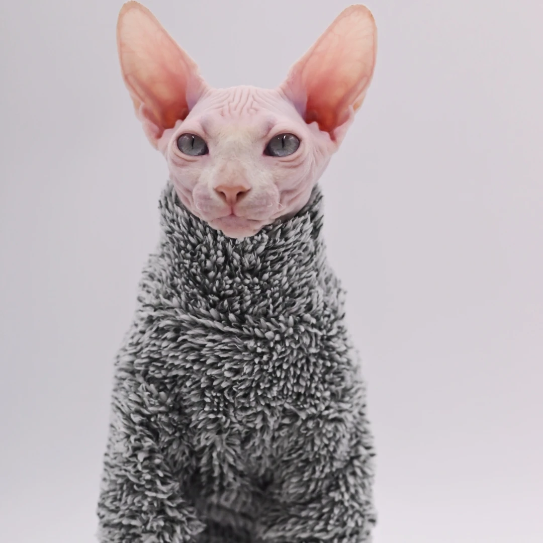 DUOMASUMI-Conjuntos súper geniales para gatos, ropa para gatos sin pelo, ropa cálida, Sphynx, otoño, invierno