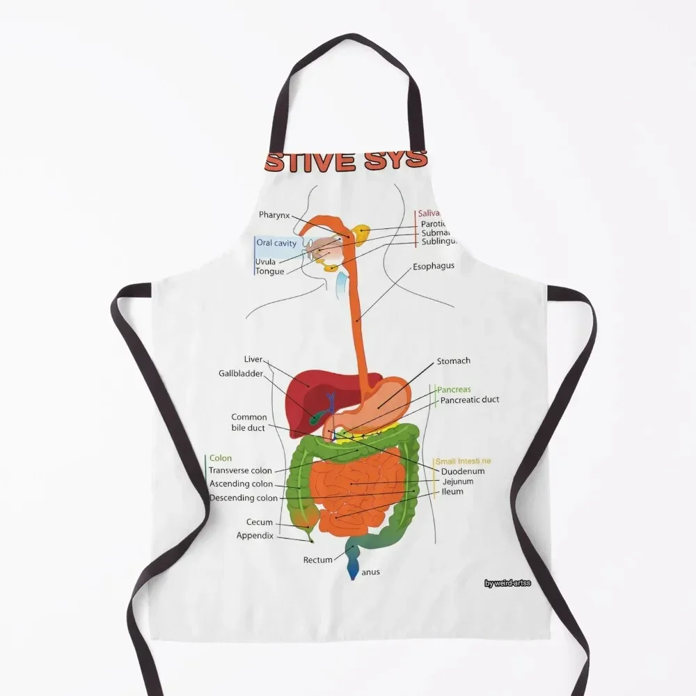 

Digestive System Diagram Apron Home Utensils Kitchen Things And For Home christmas kitchen Apron