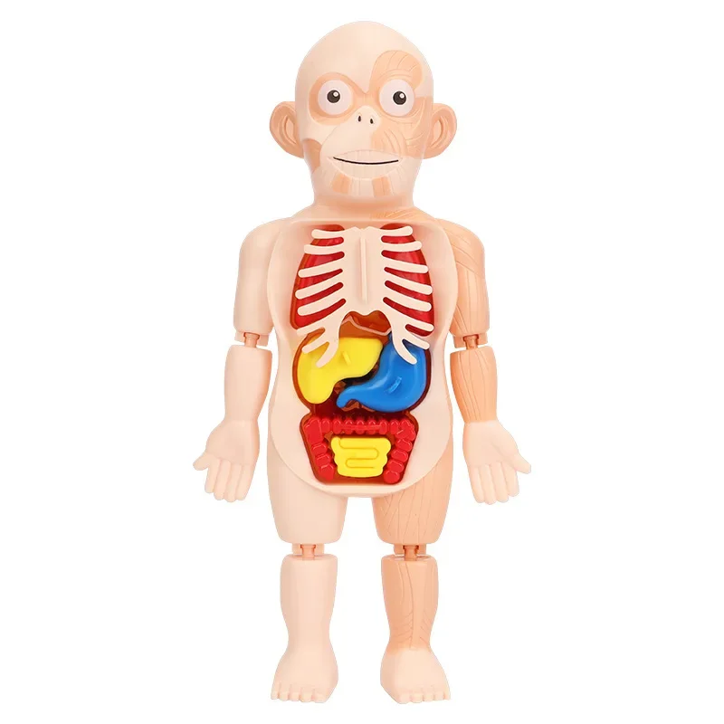 Children's Educational Human Organs Model Ornaments DIY Assembled Medical Early Education Cognitive Science Toys Jigsaw Puzzle