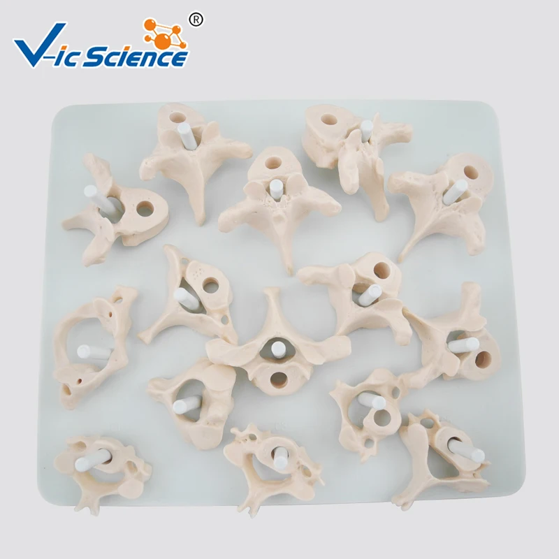 Spine Anatomical Model Life-Size Vertebral Column Disarticulate Model