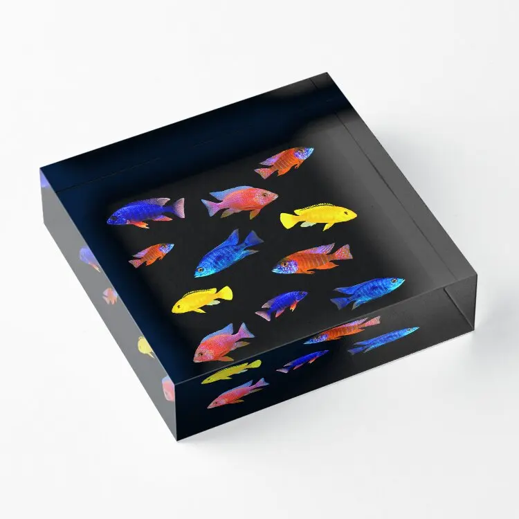 African Cichlids Aquarium Keepers Breede  Acrylic Block Pad Clear Art Wedding Print Decor Board  Bedroom Photos Family Funny