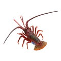 Spiny lobster