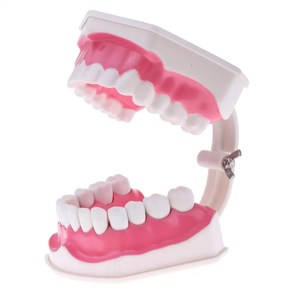 2 pezzi in materiale PVC grande modello umano con spazzolino da denti dentista aula laboratorio strumenti didattici giocattoli educativi per studenti