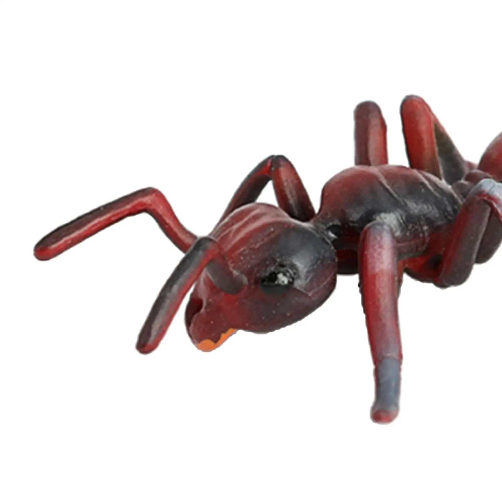 Faza cyklu życia wzrostu Dzieci Edukacja Zabawki Pomoce dydaktyczne